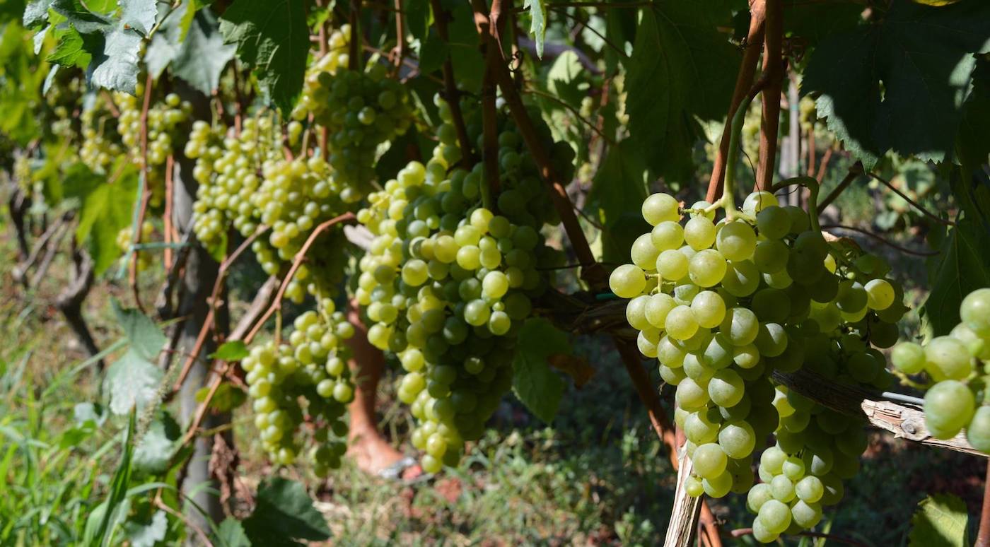 Image courtesy of Casa Setaro