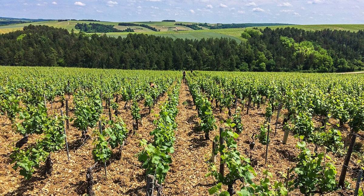 Read more about Chablis