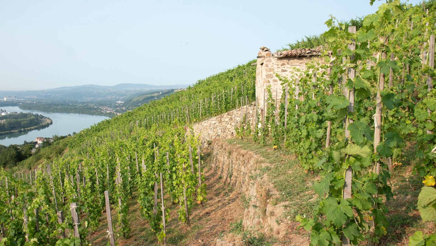 Read more about Condrieu AOC