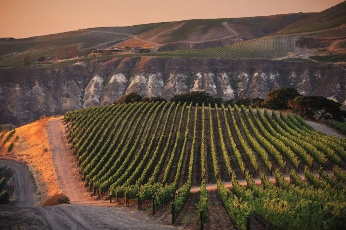 An introduction to the fresh wines of Sta. Rita Hills AVA