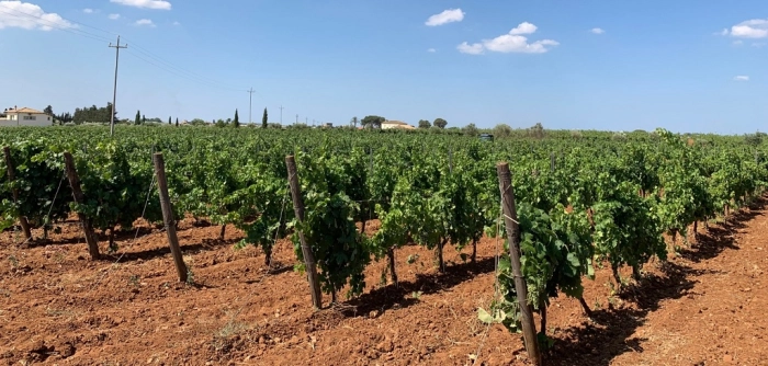 Read more about Vittoria