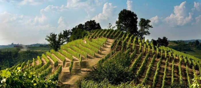 Read more about Roero