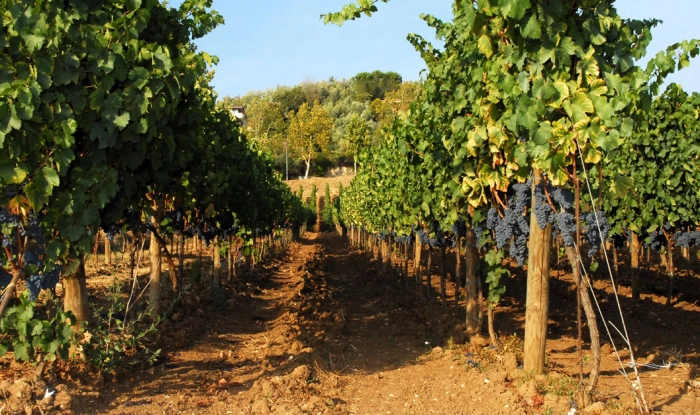 Read more about Cesanese di Olevano Romano