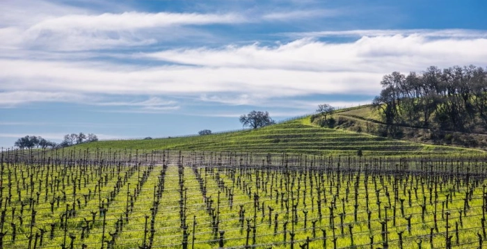 Read more about Calistoga