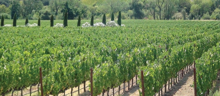 Read more about Northern Sonoma