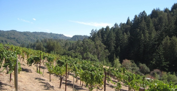 Read more about Santa Cruz Mountains